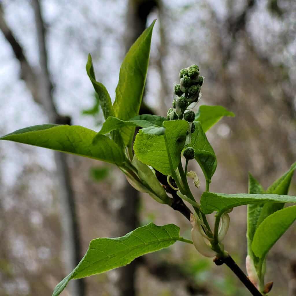 Snart blomstrer heggen, foto tatt 24. april 2026