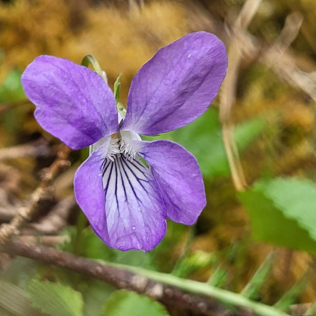 Skogfiol 24. april 2026