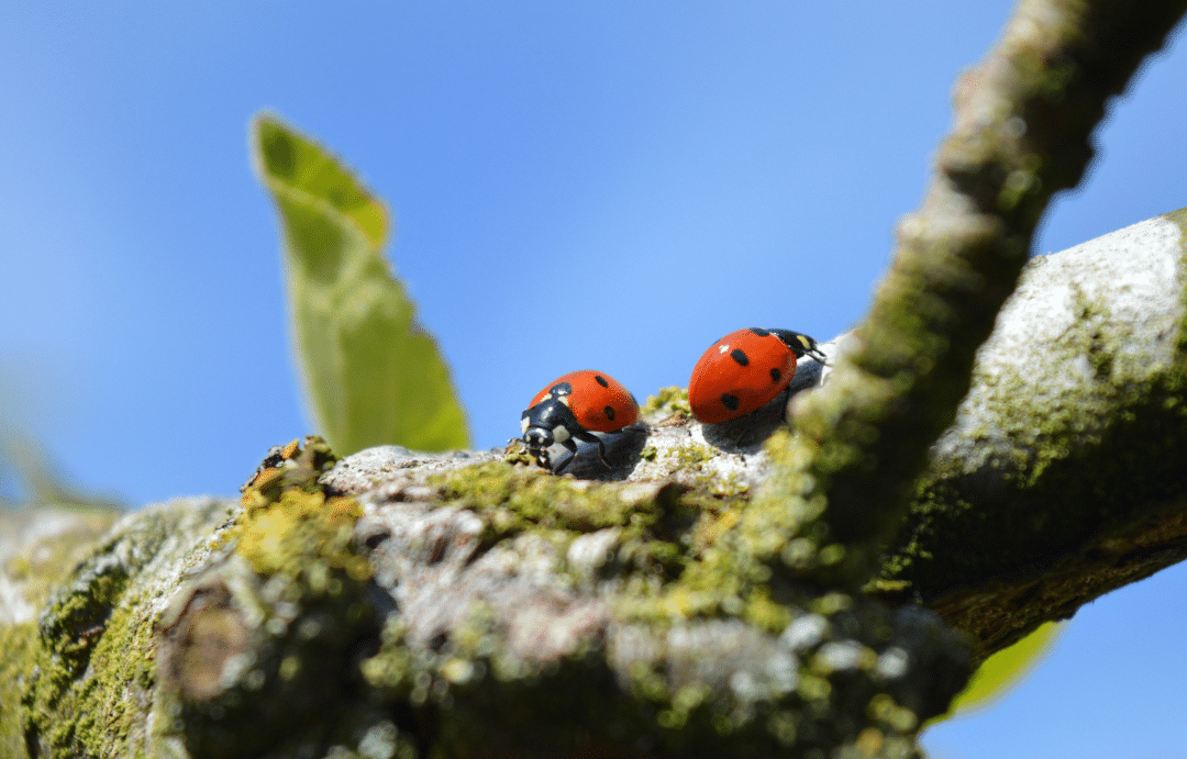 Fortellinger naturgledetur