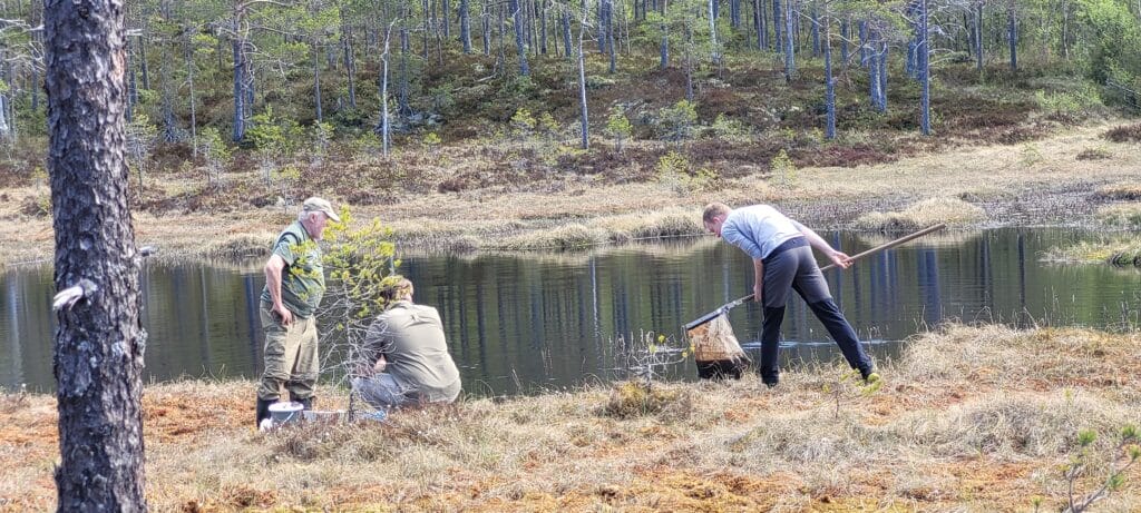 Håving