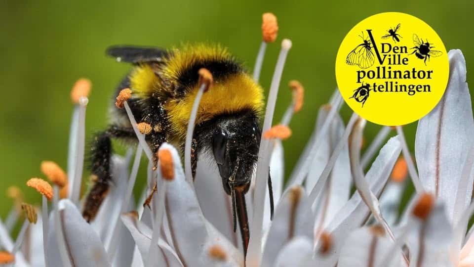 Den ville pollinatortellingen Trondheim