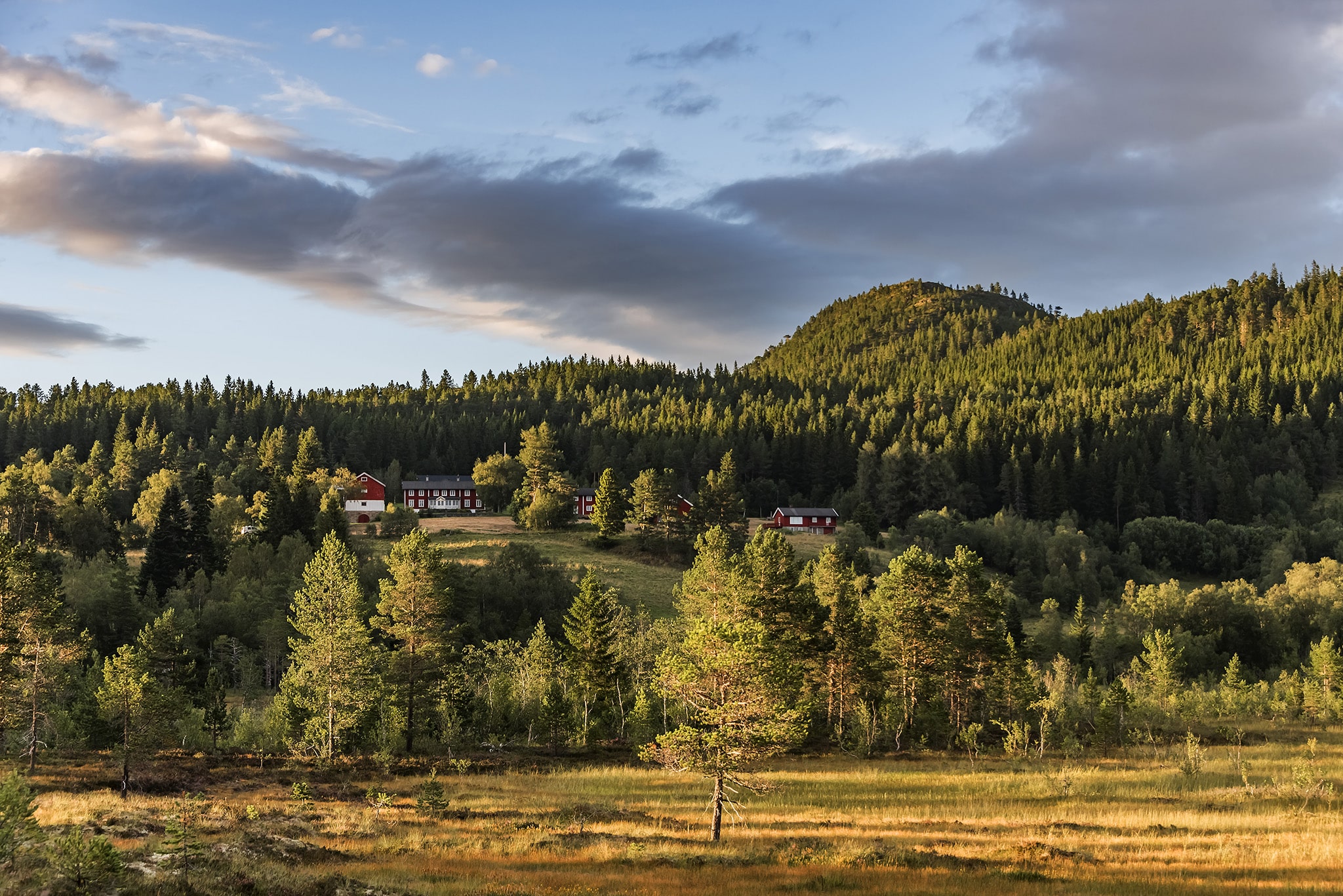 Skog, mark og ås i solnedgangslys.