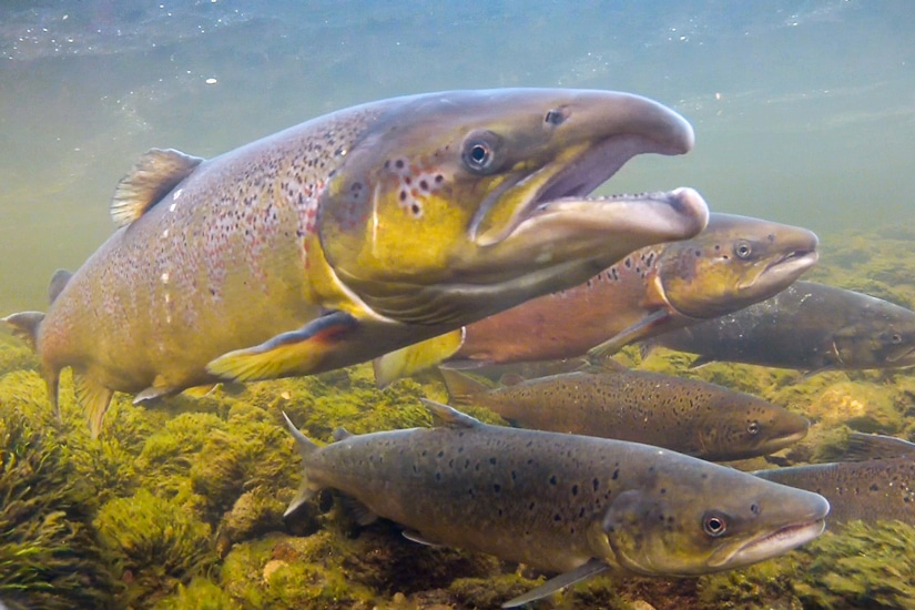 Rømt oppdrettslaks sammen med villaks i norsk elv. Foto: Rune Muladal.