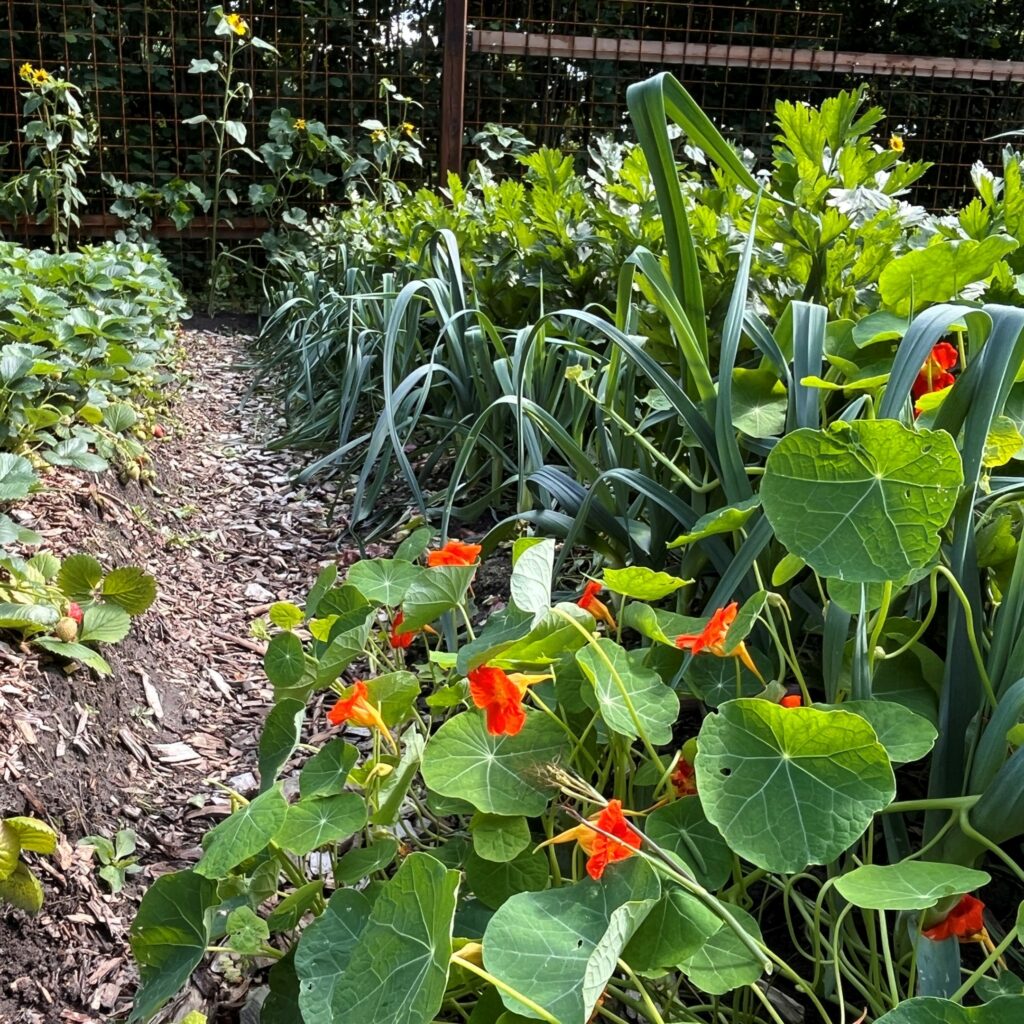 Dyrking av spiselige planter