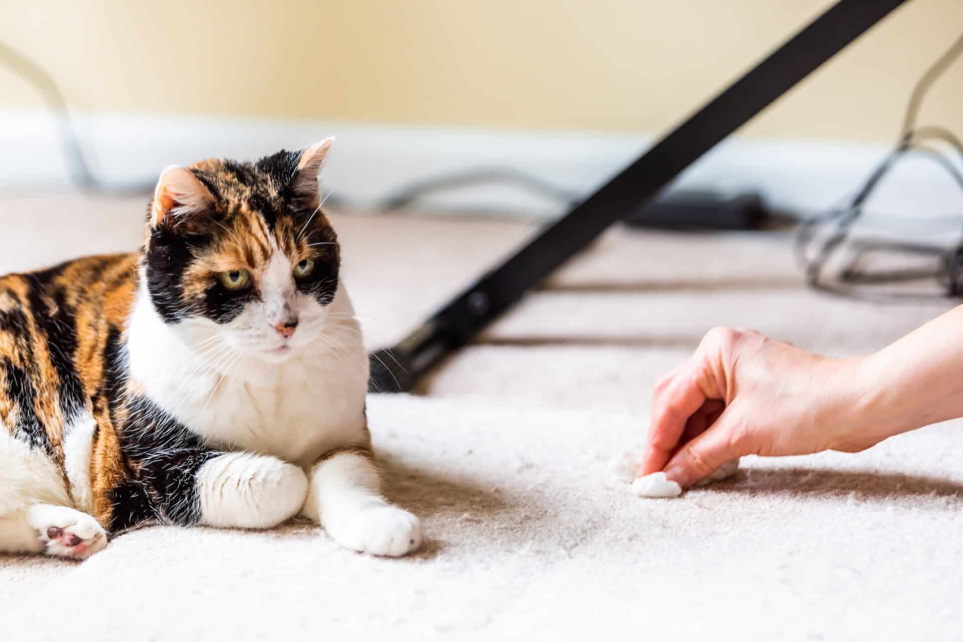 Bilde av hånd som fjerner flekk på teppe ved siden av ei katt