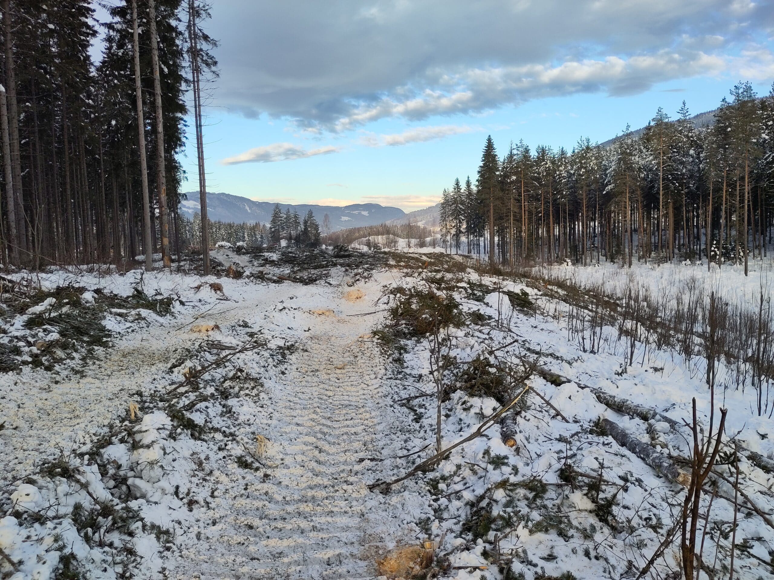 Ny E6-trasé ved Lågendeltaet er allerede rensket for skog. Foto: Ida-Sofie Stryken.